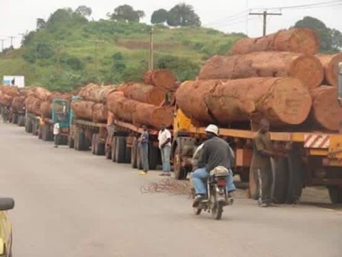 Timber Trade And Its Downbeat Socio- Economic Effects