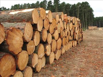 Timber Trade Exploitation is not an Investment