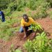 KOINADUGU COLLEGE CALLS FOR MORE TREES PLANTING DURING ANNUAL EXERCISE