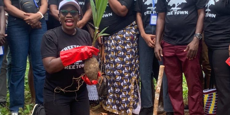 FCC, Partners Distribute 25,000 Trees across Freetown