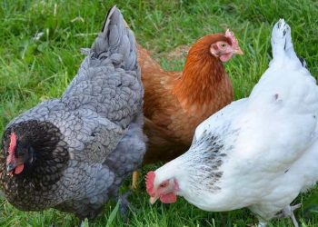 Chickens Lack the Most Basic Legal Protection: The Right to Humane Slaughter