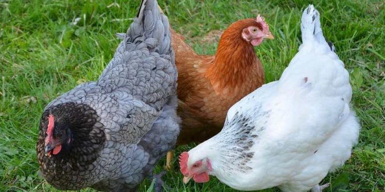 Chickens Lack the Most Basic Legal Protection: The Right to Humane Slaughter