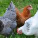 Chickens Lack the Most Basic Legal Protection: The Right to Humane Slaughter