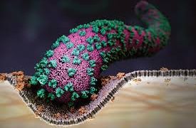 MARBURG VIRUS OUTBREAK…  20 MEDICAL PERSONNEL DEPLOYED TO RWANDA
