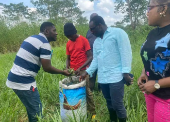 Minister Kpaka Launches Harvesting of Feed Salone Rice to Boost Local Food Production