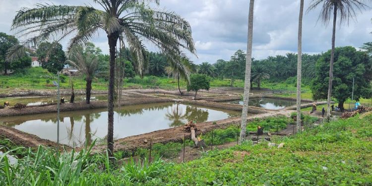 Njala University Leads Aquaculture Project with Oklahoma State University to Boost Food Security