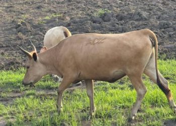 Stray Cattle Destroy Crops in Makari Chiefdom