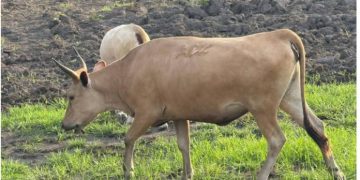 Stray Cattle Destroy Crops in Makari Chiefdom