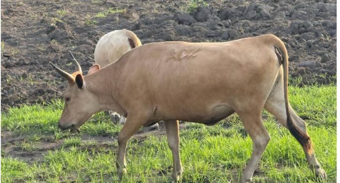 Stray Cattle Destroy Crops in Makari Chiefdom