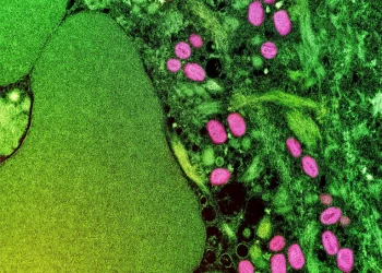 Skyrocketing Mpox Outbreak in Sierra Leone Raises Fears of wider spread