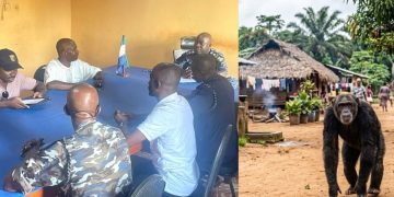 Chimpanzee Killing in Mile 91 Sparks Concern