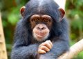 Chimpanzee Killing in Mile 91 Sparks Concern