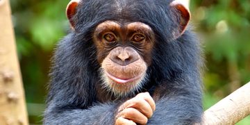 Chimpanzee Killing in Mile 91 Sparks Concern