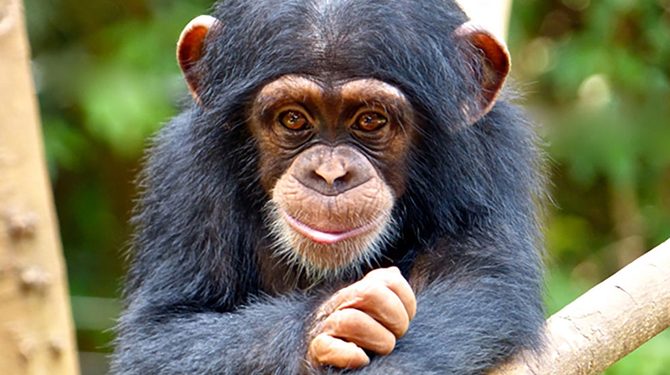 Chimpanzee Killing in Mile 91 Sparks Concern