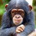 Chimpanzee Killing in Mile 91 Sparks Concern